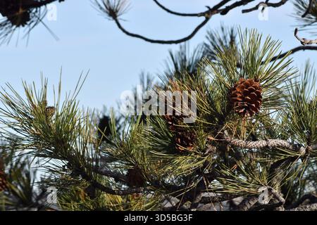Pine tree branches against blue sky in November shows the needles and pine cones, as the late afternoon sun is going down fast before the evening. Stock Photo