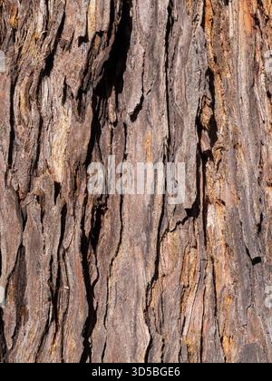 Close-up of rough tree bark with deep vertical ridges and peeling layers, showing natural wood grain and warm brown highlights in bright daylight. Stock Photo