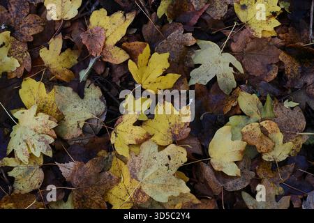 Deciduous leaf litter on the ground in autumn, UK Stock Photo