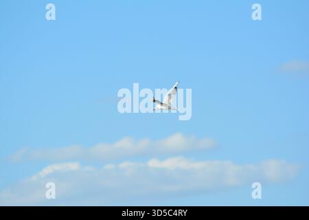 seagull flying over blue sky with clouds Stock Photo