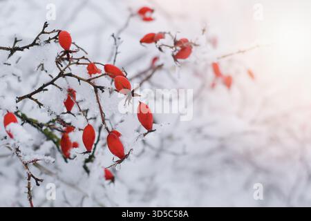Beautiful red rose hips covered by snow Stock Photo