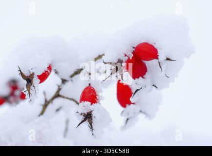 Beautiful red rose hips covered by snow Stock Photo