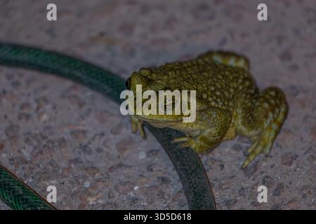 Closeup of a green toad sitting on the ground ready to jump Stock Photo