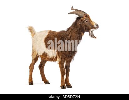 Domestic goat with horns bleating, isolated on white Stock Photo