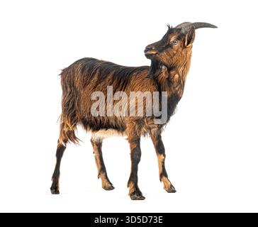 Domestic goat with brown fur walking and looking back over its shoulder Stock Photo
