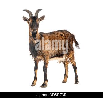 Full length studio shot of a brown goat standing against a white background Stock Photo