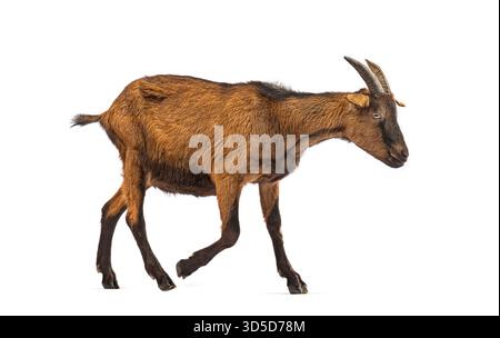 Brown goat running, isolated on white background Stock Photo