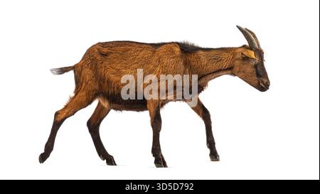 Side view of a brown goat walking against a white background Stock Photo