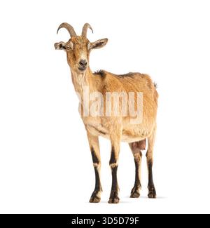Full body shot of a brown and black domestic goat standing against a white background Stock Photo