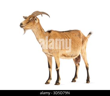 Full length profile of a brown and black domestic goat standing against a white background, looking slightly upward Stock Photo