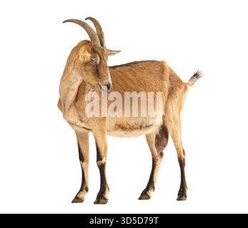 Full length studio shot of a brown goat standing and looking backwards, isolated on white Stock Photo