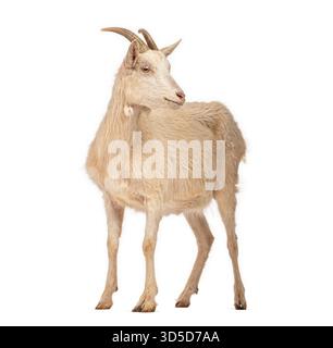 Domestic goat standing and looking back over its shoulder on a white background Stock Photo