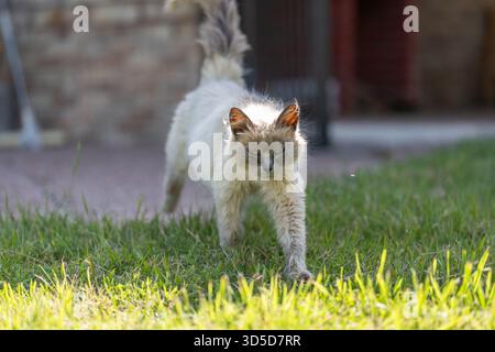 Cute white Cat walking straight towords you and looks curius Stock Photo