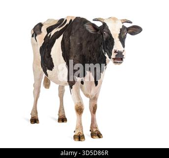 Black and white cow opening its mouth in surprise, standing on a white background Stock Photo