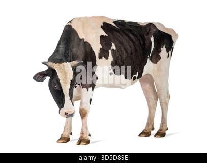 cow white in black spots on the pasture Stock Photo - Alamy