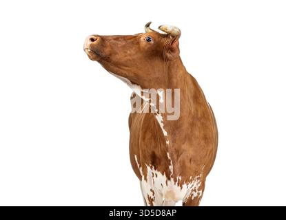 Brown and white Holstein cow raising its head and looking up, isolated on a white background Stock Photo