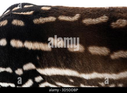 Fur of malayan tapir - tapirus indicus - reveals a distinctive black and white pattern Stock Photo