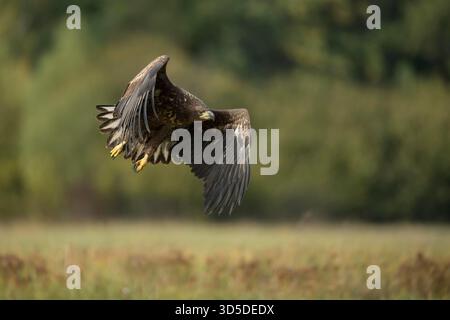 White tailed Eagle / Sea Eagle / Seeadler ( Haliaeetus albicilla ), subadult, taking off, in powerful flight in front of the edge of a forest. Stock Photo