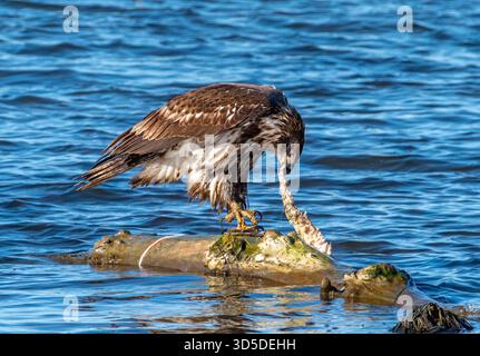 Juvenile Bald Eagle perched on a log in the Mississippi River, tearing apart a fish carcass in the Driftless Region. Stock Photo