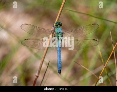 Eastern Pondhawk dragonfly resting on a plant stem in a Driftless Area nature preserve in Wisconsin. Stock Photo