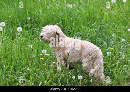 Cockapoo is a cross between a cocker spaniel and poodle. Stock Photo