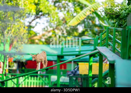 Cute dwarf goat on a wood plank on a farm Stock Photo