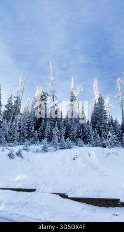Snow covered pines line a hillside beneath a bright blue sky in Utah. Stock Photo