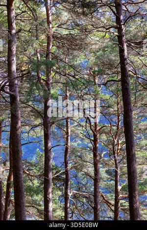 Sunlight shining through branches of tall conifer trees in forest wood. Concept of natural environment, growth and healthy nature. Ireland Stock Photo