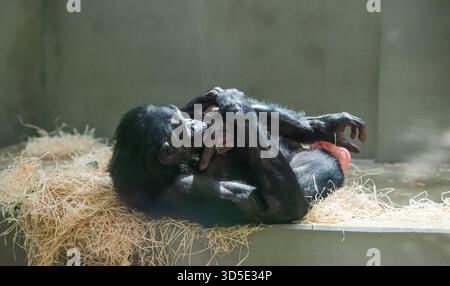 A bonobo mother lovingly holds and protects her newborn, showcasing intimate primate family behavior. Stock Photo