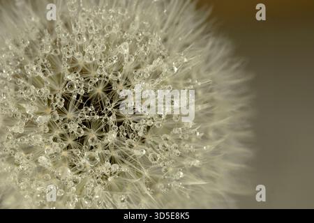 Macro World of Water Droplets on Dandelion Seeds Stock Photo