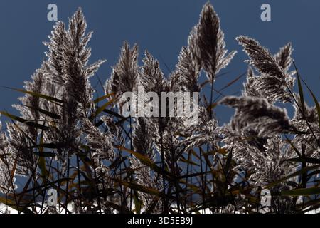 Backlit Pampas Grass Against Dark Sky Stock Photo