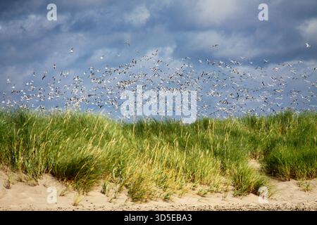 Large Flock of Seagulls Flying Over Coastal Dunes and Grass Stock Photo