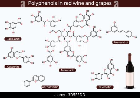 Polyphenols in red wine and grapes. Molecules of resveratrol, catechin ...