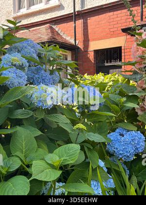 A lush blue hydrangea bush stands beside a charming red brick home in Hull, England. Stock Photo
