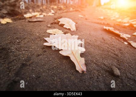 Autumn oak leaves on ground. Fallen leaves on ground and bright sun Stock Photo