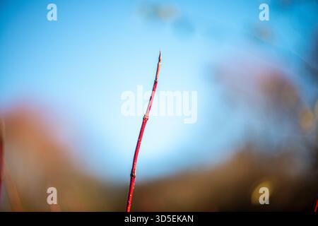 A minimalist nature photograph showing a close-up of a red twig with budding tips set against a soft, clear blue sky background. Stock Photo