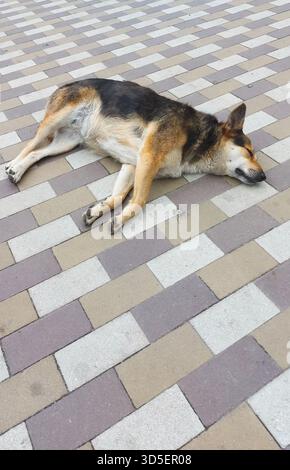 vertical photo. Dog lies on the pavement on its side, enjoying of rest. dog stretches out on its side on the tiled pavement. a sleeping mongrel on a c Stock Photo