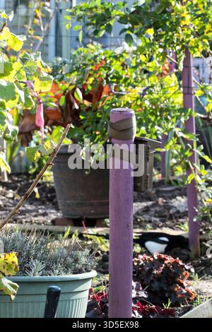 A wildlife trail camera mounted on a painted wooden post in an allotment garden in the UK, with gardening gloves, a hand trowel, and potted plants Stock Photo