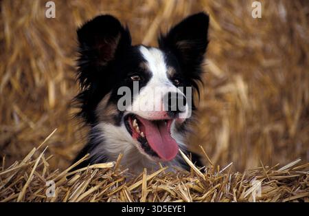 border collie sheepdog sitting among hay bales, UK Stock Photo