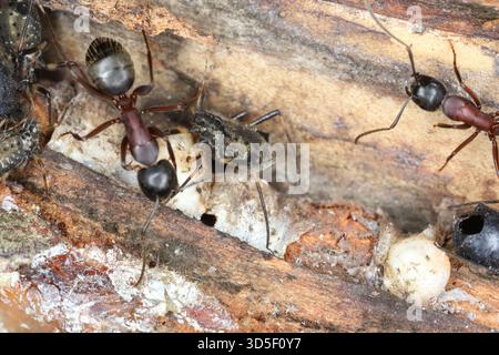 Ants caring for aphids on tree bark. Stock Photo