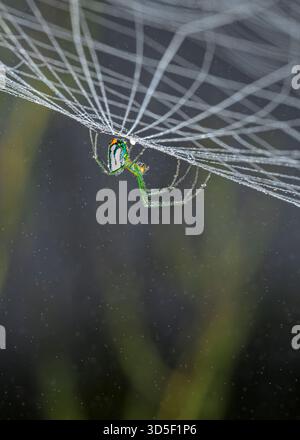 Orchard orbweaver spider or Mabel's orchard orb weaver (Leucauge argyrobapta) in its web during a misty night, Brazos Bend State park, Texas, USA Stock Photo