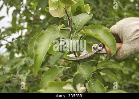 Gardener pruning green apple tree branches with pruning shears for healthy growth in orchard Stock Photo