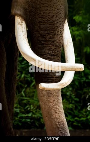 close up of a very mature male elephant showing off its amazing tusks of ivory. Stock Photo