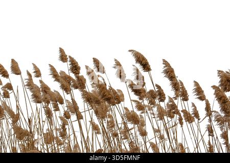 Stems and inflorescences of dry coastal reed, isolated on white. Stock Photo