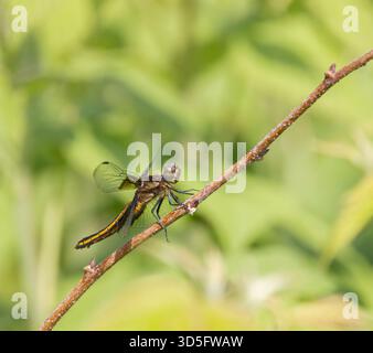 Widow Skimmer Dragonfly on a thin branch Stock Photo