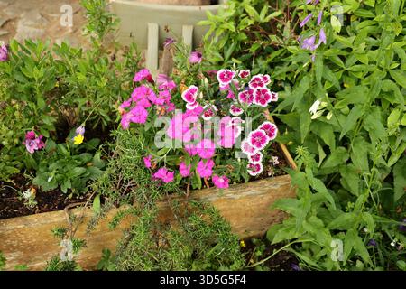 Pink Dianthus Flowers In Rustic Wooden Planter Stock Photo