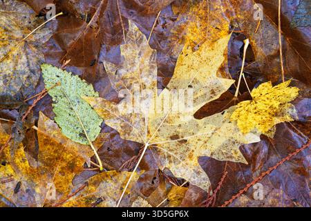 Fallen big leaf maple, vine maple and alder leaves in autumn color, Lewis River Recreation Area, Gifford Pinchot National Forest, Skamania County, Was Stock Photo