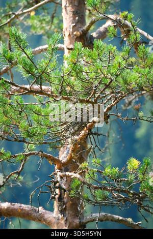 Pine tree, Pinus nigra, against a forest background Stock Photo