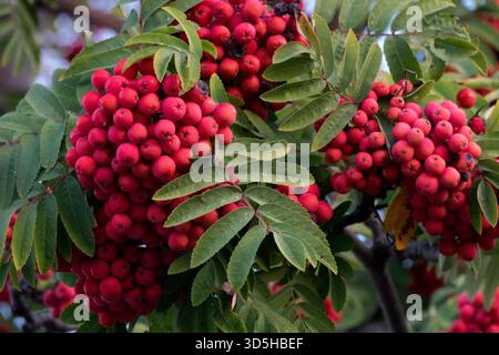 Rowan branch strewn with ripe berries Stock Photo