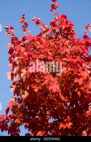 Acer rubrum "October Glory" Red Maple Foliage Maple Leaves Stock Photo